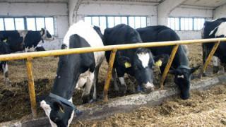 Состояние и качество племенной работы на Ставрополье ухудшилось