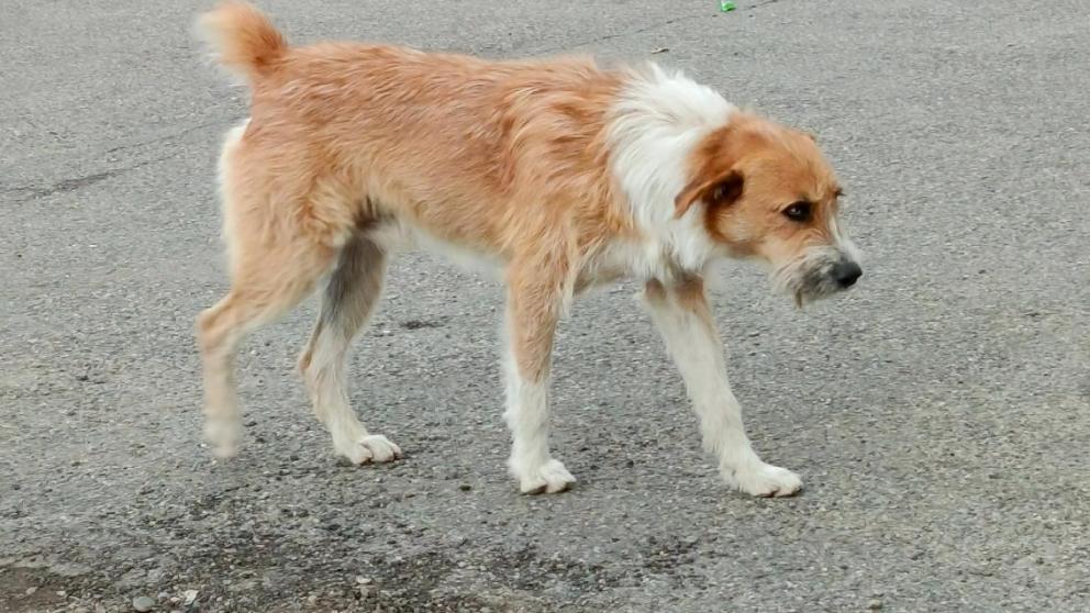 В Кисловодске мужчина предстанет перед судом за убийство бездомной собаки самурайским мечом