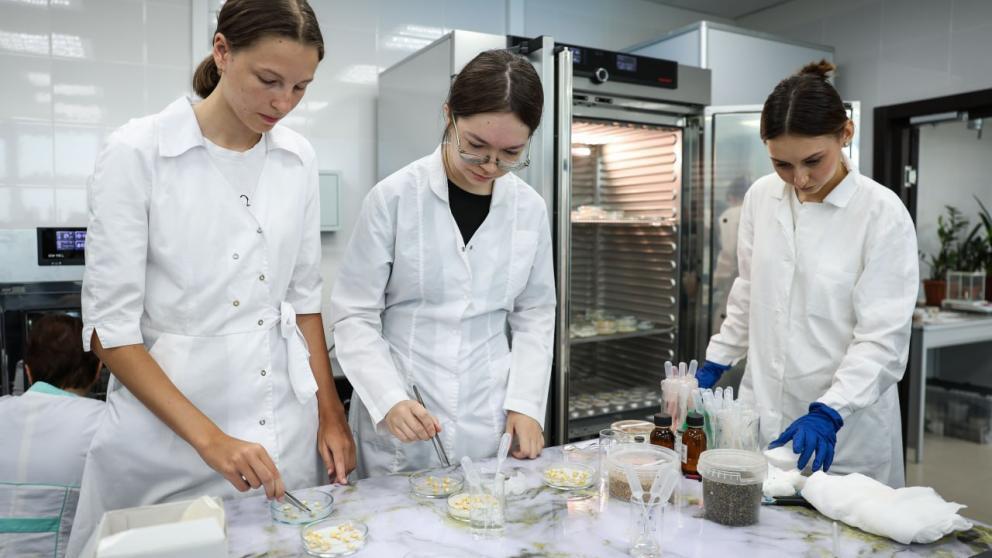 Ставропольские учёные предложили стимулировать рост гороха гиалуроновой кислотой