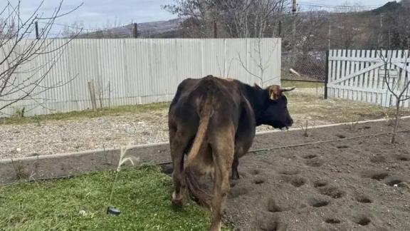 Мэр Кисловодска призвал владельцев крупного рогатого скота к ответственности