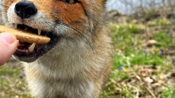 Лисы всё чаще появляются в курортной зоне Железноводска