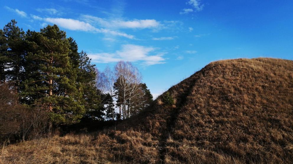 Губернатор Владимиров: в 2025 году на Ставрополье восстановили 54 гектара леса