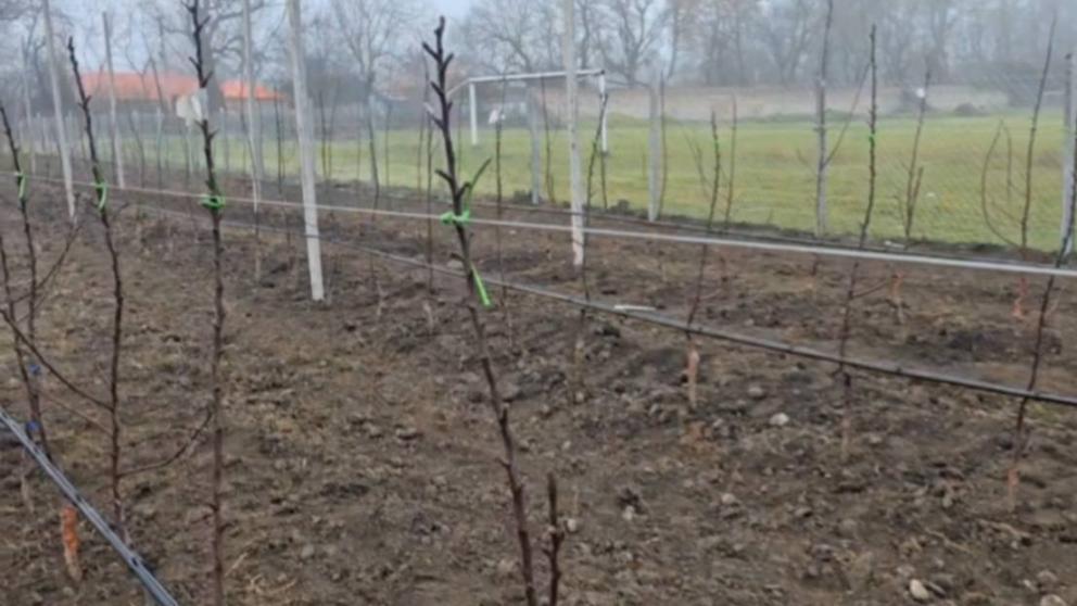 Школьный сад на 500 яблонь заложили в станице Маринской