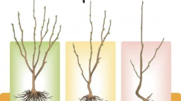 Ставропольцам рассказали, как правильно найти и выбрать качественные здоровые саженцы для посадки