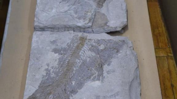 В музее Пятигорска представлен отпечаток скелета вымершей рыбы