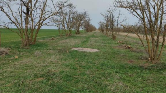 На Ставрополье завершается осенняя закладка садов