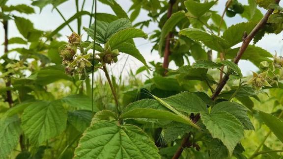 В Предгорном округе Ставрополья готовятся к началу малинового сезона