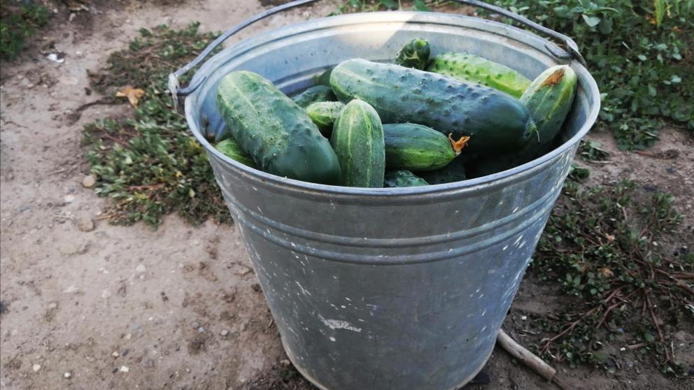 В 2024 году на грантовую поддержку фермеров будет выделено 180 млн рублей