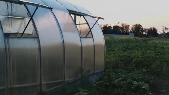 Тепличное овощеводство - одно из динамично развивающихся направлений растениеводства Ставрополья