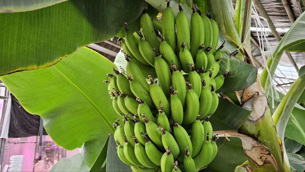 В Предгорном округе Ставрополья банановая плантация станет образовательной площадкой