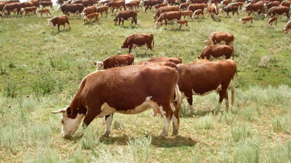 Перспективы развития племенного животноводства обсудили в минсельхозе Ставрополья