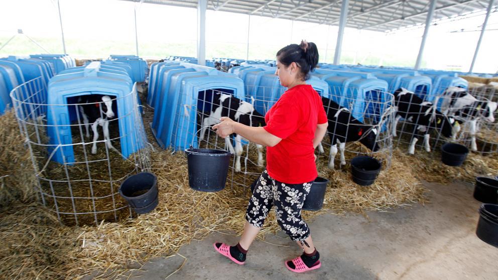 «Дорожную карту» для молочного животноводства разработали на Ставрополье
