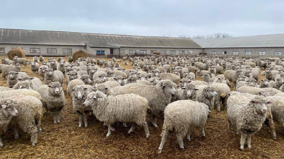 В 2024 году господдержка животноводства составит порядка 590 млн рублей