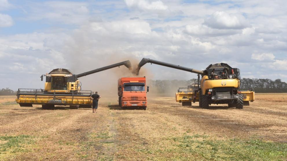 Рекордный урожай зерновых собрали в Грачёвском округе Ставрополья