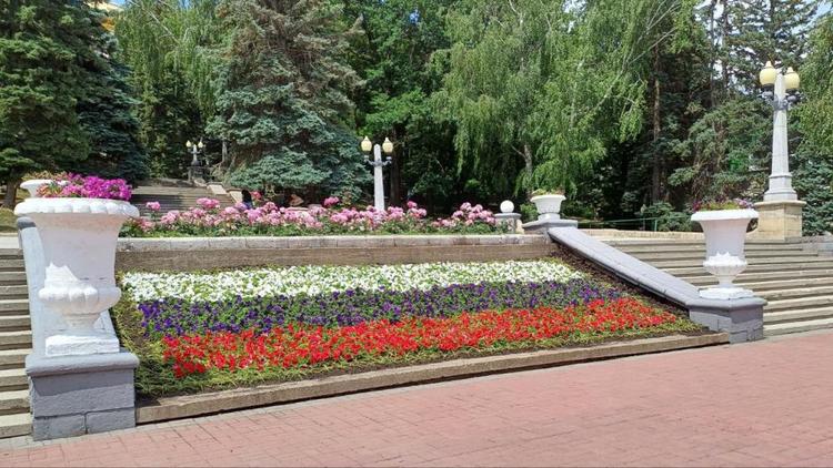 Клумбы Ставрополя окрасились в цвета триколора