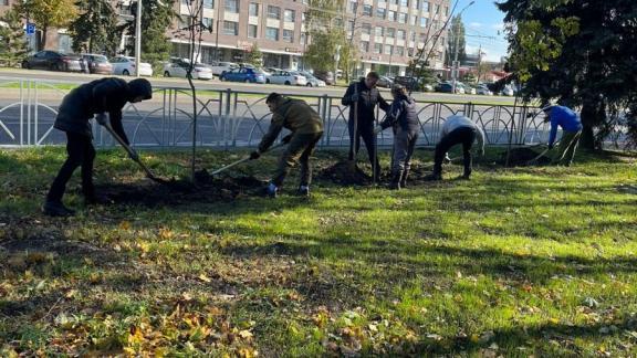 На улице Ленина в Ставрополе появились молодые деревья клёнов