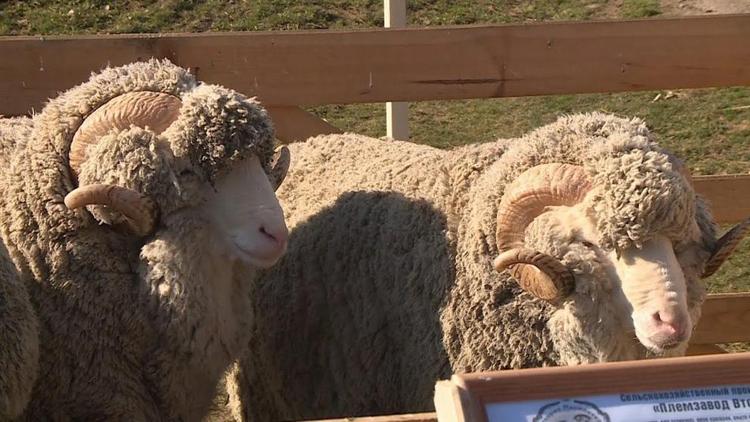 Овцеводы Ставрополья получили 34 млн рублей на производство баранины