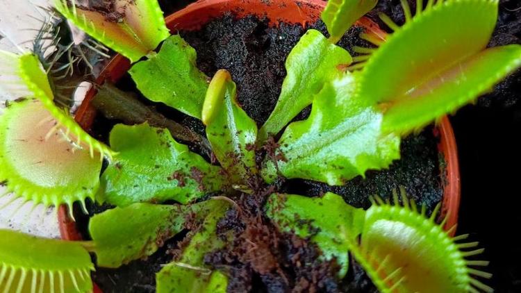 Живую коллекцию экзотических растений собрала жительница Кочубеевского округа