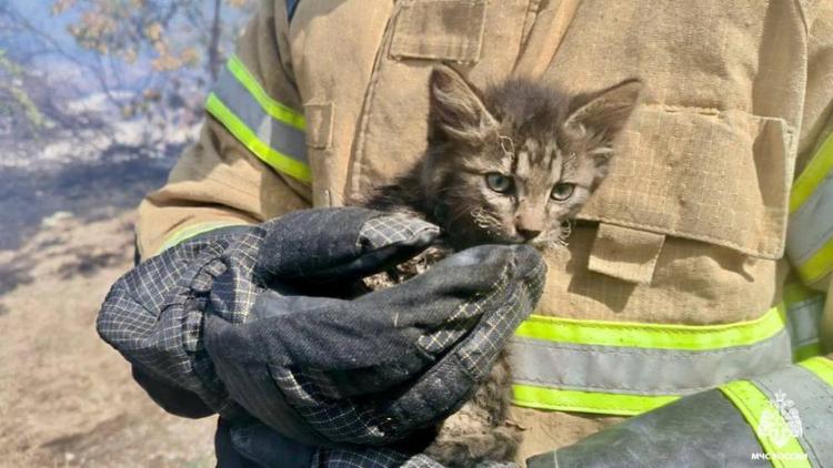 На Ставрополье ищут хозяев спасённым из огня котятам
