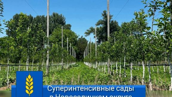 В Новоселицком округе высадили 9 садов суперинтенсивного типа