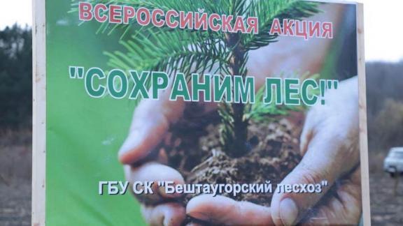 В Пятигорске высадили 1500 деревьев