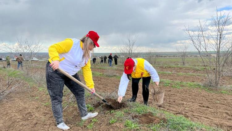 В Арзгирском округе Ставрополья прошла Международная акция «Сад памяти»