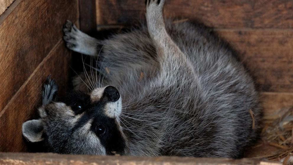 Еноты в Железноводске обустроили ночлежки на трубах с минеральной водой
