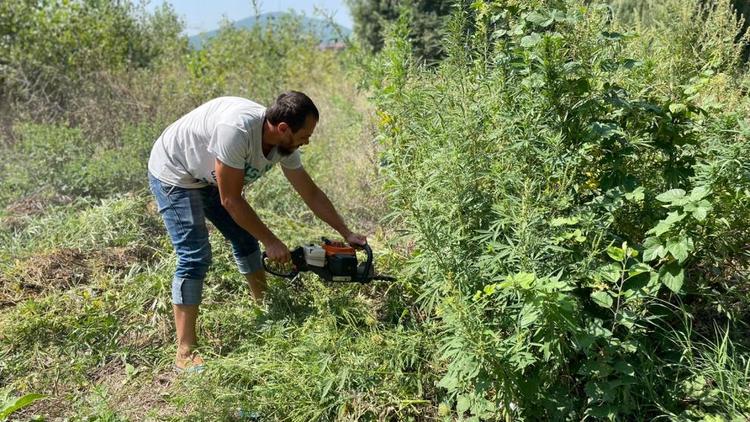 Более 50 кустов конопли уничтожили в Железноводске