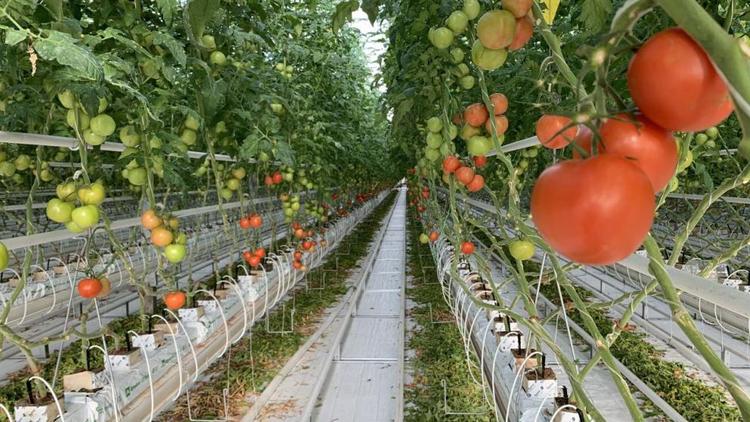 Урожай томатов собрали в тепличном хозяйстве Предгорного округа Ставрополья