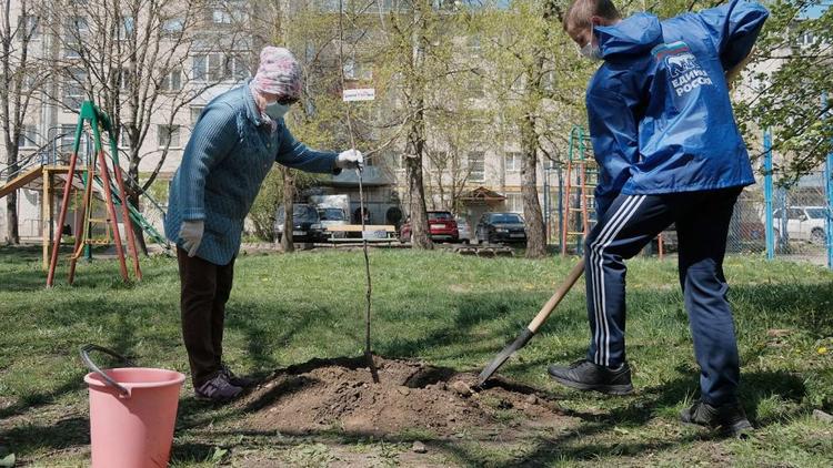 1,5 тысячи ясеней и клёнов высадят в Пятигорске 2 ноября