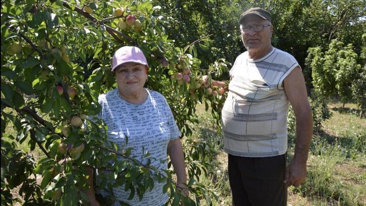 Розы по периметру: как ставропольская семья развивает свою дачу в селе Дивном