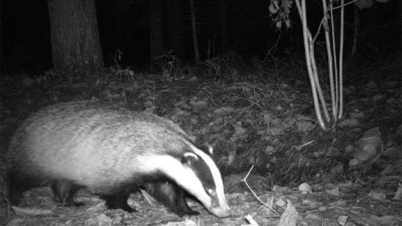 На Ставрополье установили фотоловушки для охраны диких животных