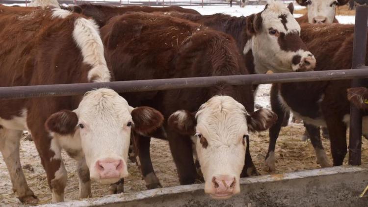 На Ставрополье развивают мясо-молочное животноводство