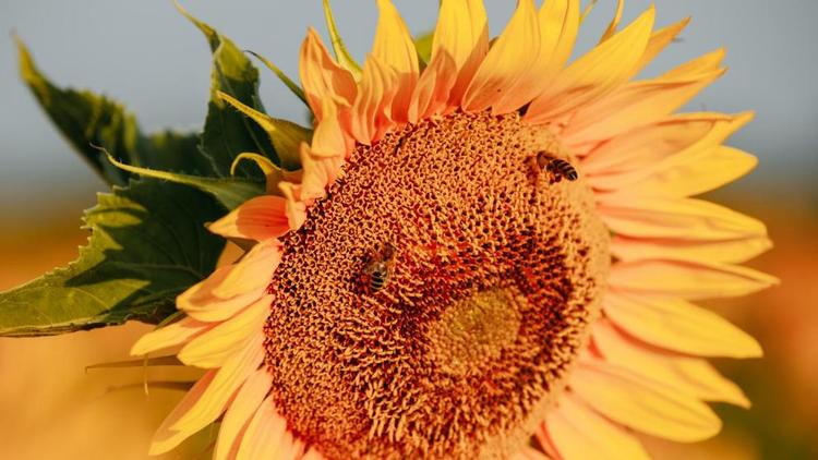 На Ставрополье появится центр искусственного оплодотворения пчёл