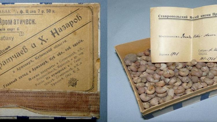 В запасниках Ставропольского музея обнаружили старинные морские ракушки-кардиумы