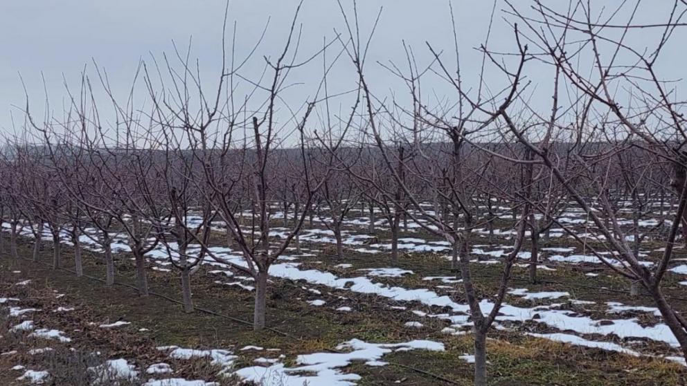 Садоводы Ставрополья получат свыше 528 млн рублей господдержки в 2026 году