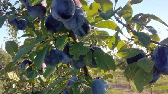 На Ставрополье уборка плодовых вошла в активную фазу