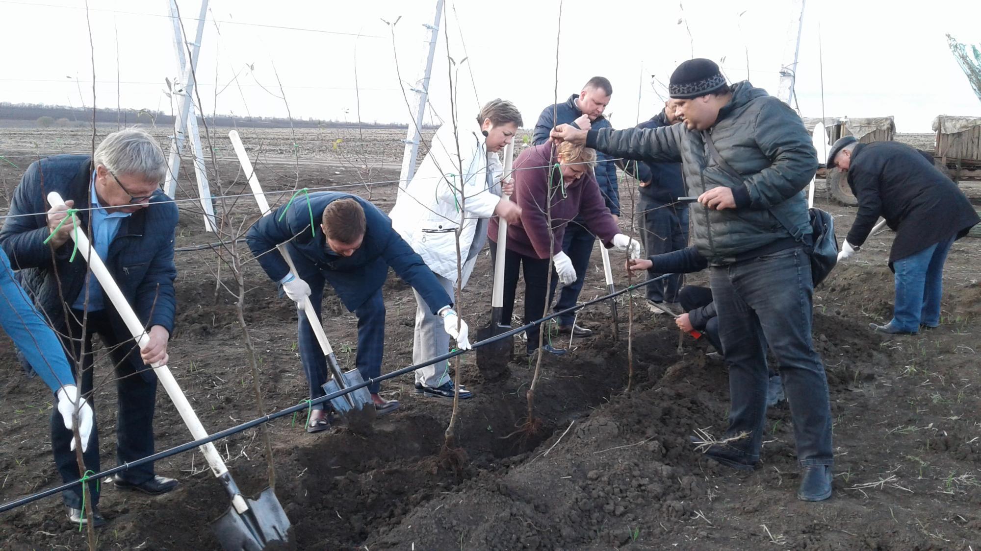 Сады площадью 126 гектаров намерены заложить в Новоалександровском округе |  Ставропольская правда