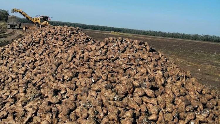 Аграрии Ставрополья собрали более 1 миллиона тонн сахарной свёклы