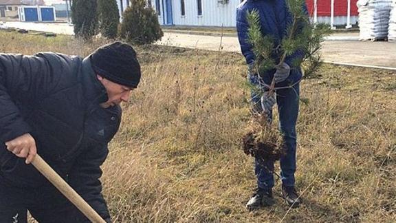 Невинномысские волонтёры взяли шефство над Лесом Победы