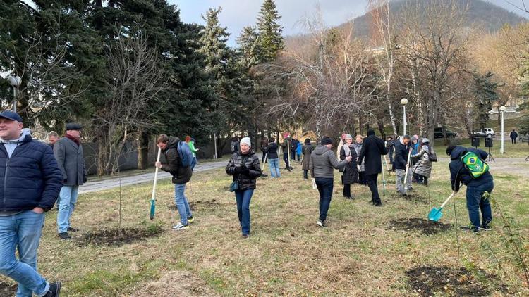 Новую аллею из красных дубов высадили в Железноводске