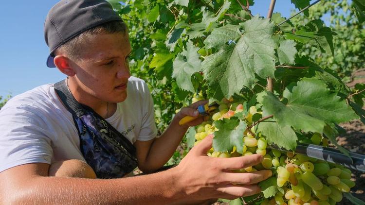 В Изобильненском округе приступили к сбору столового винограда