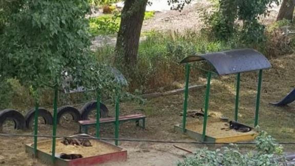 В Ставрополе бездомные собаки ночуют в детской песочнице