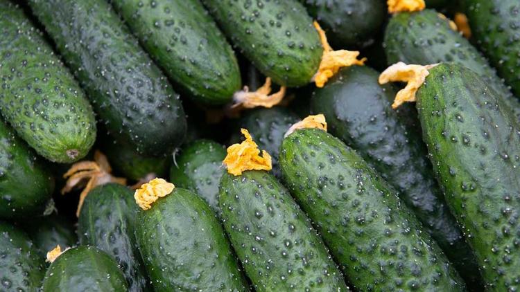 На Ставрополье собрали более 6 тысяч тонн тепличных овощей 