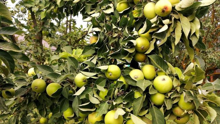 В школе Минераловодского округа Ставрополья заложили яблоневый сад