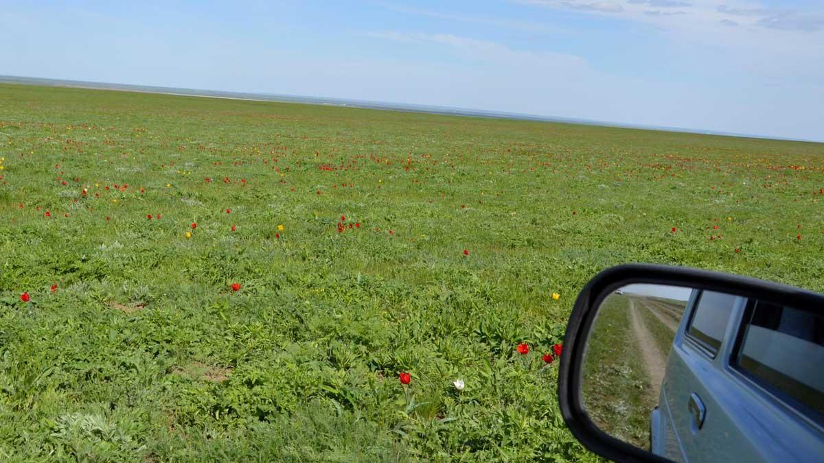 На Ставрополье и в Калмыкии зацвели поля диких тюльпанов | Ставропольская  правда