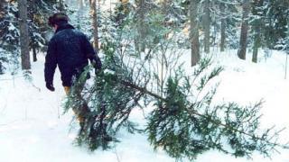 За спиленную ель в Ставрополе осудят двух мужчин