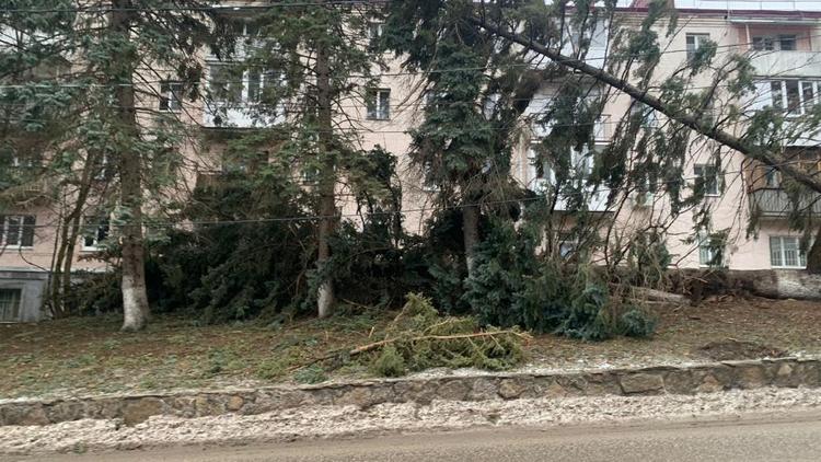 В Железноводске взамен поваленных ветром голубых елей высадят новые