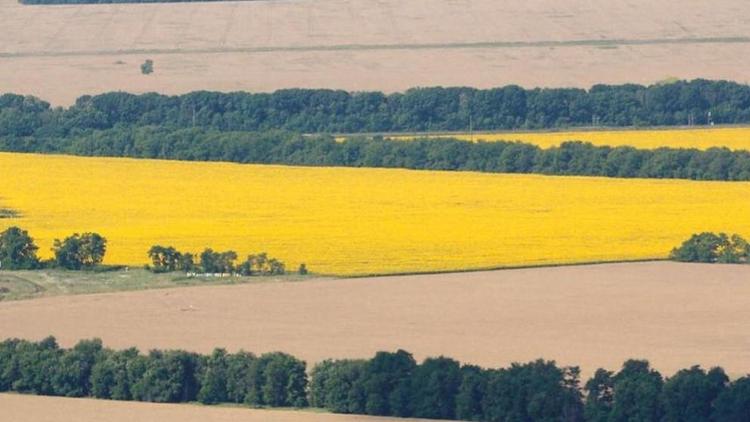 Аграрии Ставрополья завершают уборку рапса