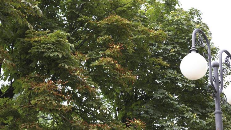 Ученые назвали причины усыхания деревьев в центре Ставрополя